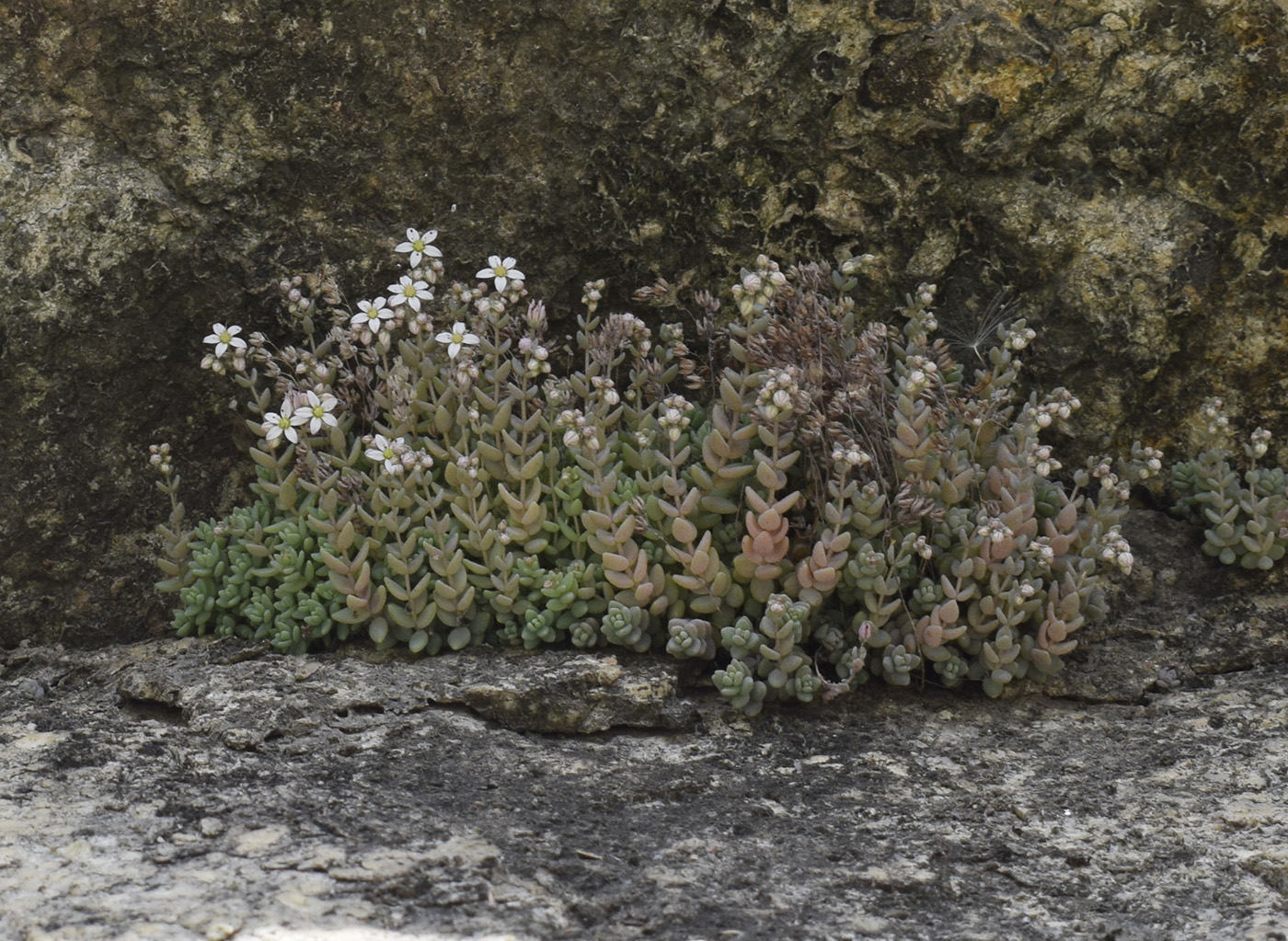Image of Sedum dasyphyllum specimen.