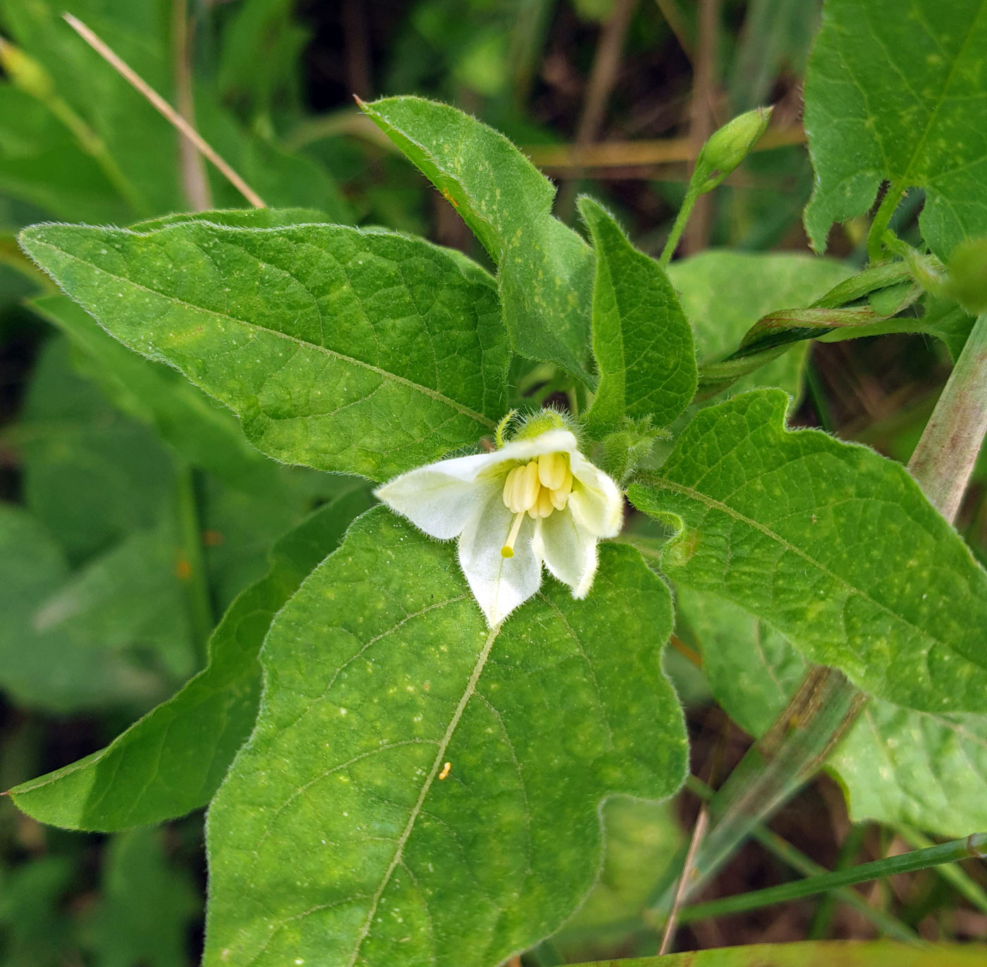 Image of Alkekengi officinarum specimen.