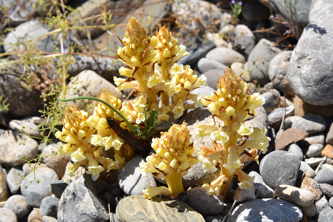 Image of genus Orobanche specimen.