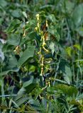 Aristolochia clematitis. Верхушка цветущего растения. Воронежская обл., Лискинский р-н, музей-заповедник \"Дивногорье\", берег р. Тихая Сосна, луг. 01.06.2019.
