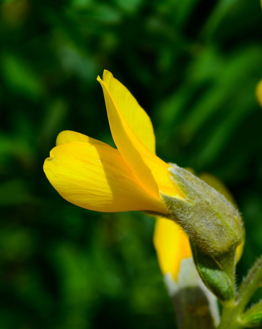 Image of Thermopsis alterniflora specimen.