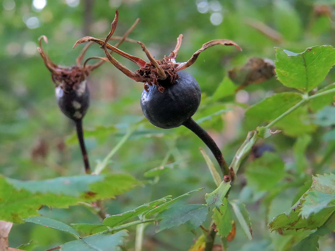 Image of Rosa spinosissima specimen.