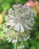 Astrantia major. Соцветие. Москва, ГБС, 3 октября 2008 г.