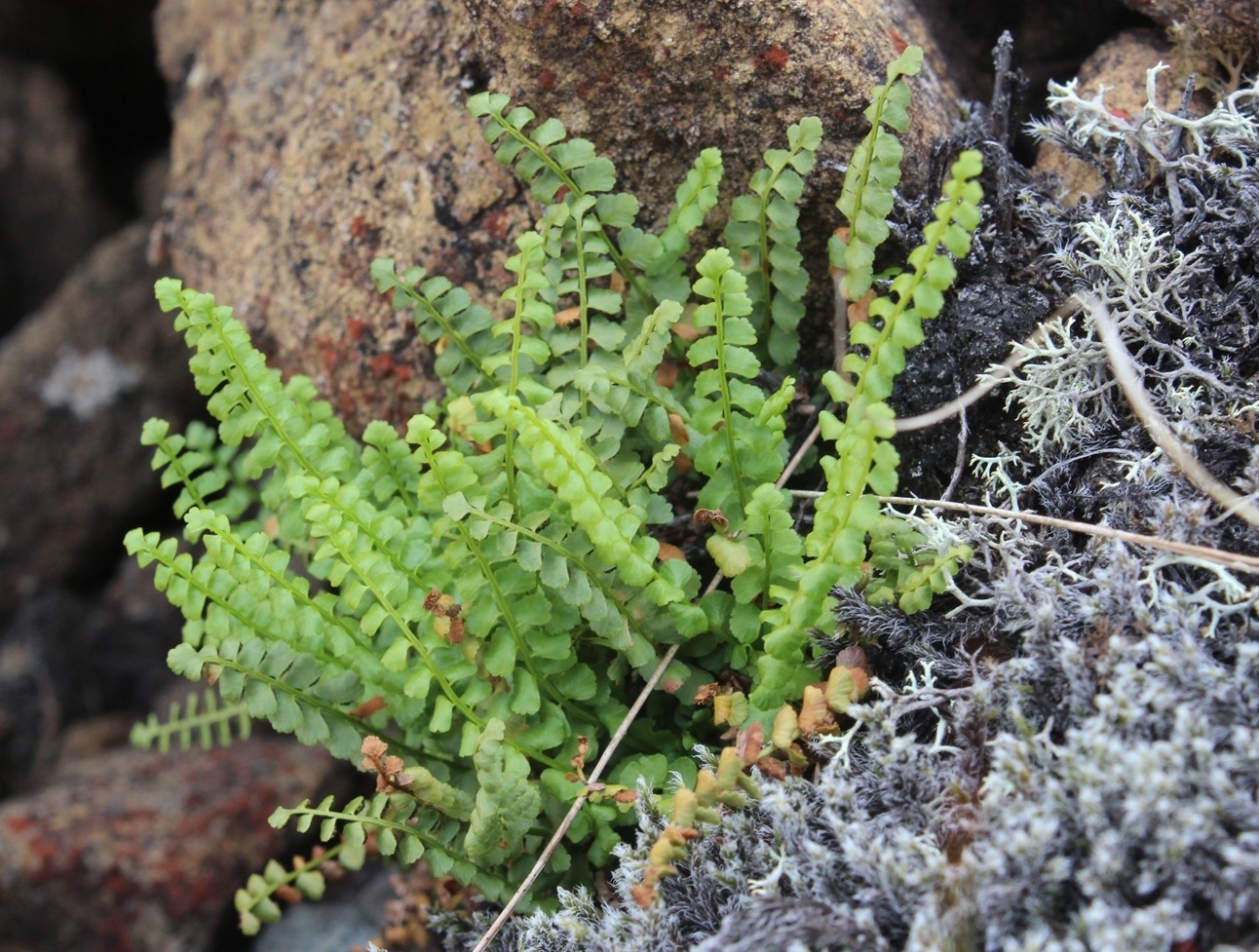 Изображение особи Asplenium viride.