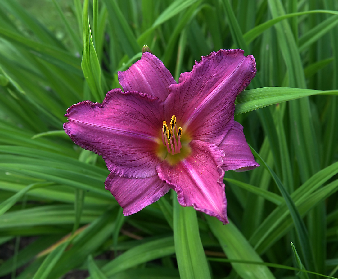 Изображение особи Hemerocallis &times; hybrida.