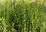 Lycopodium annotinum