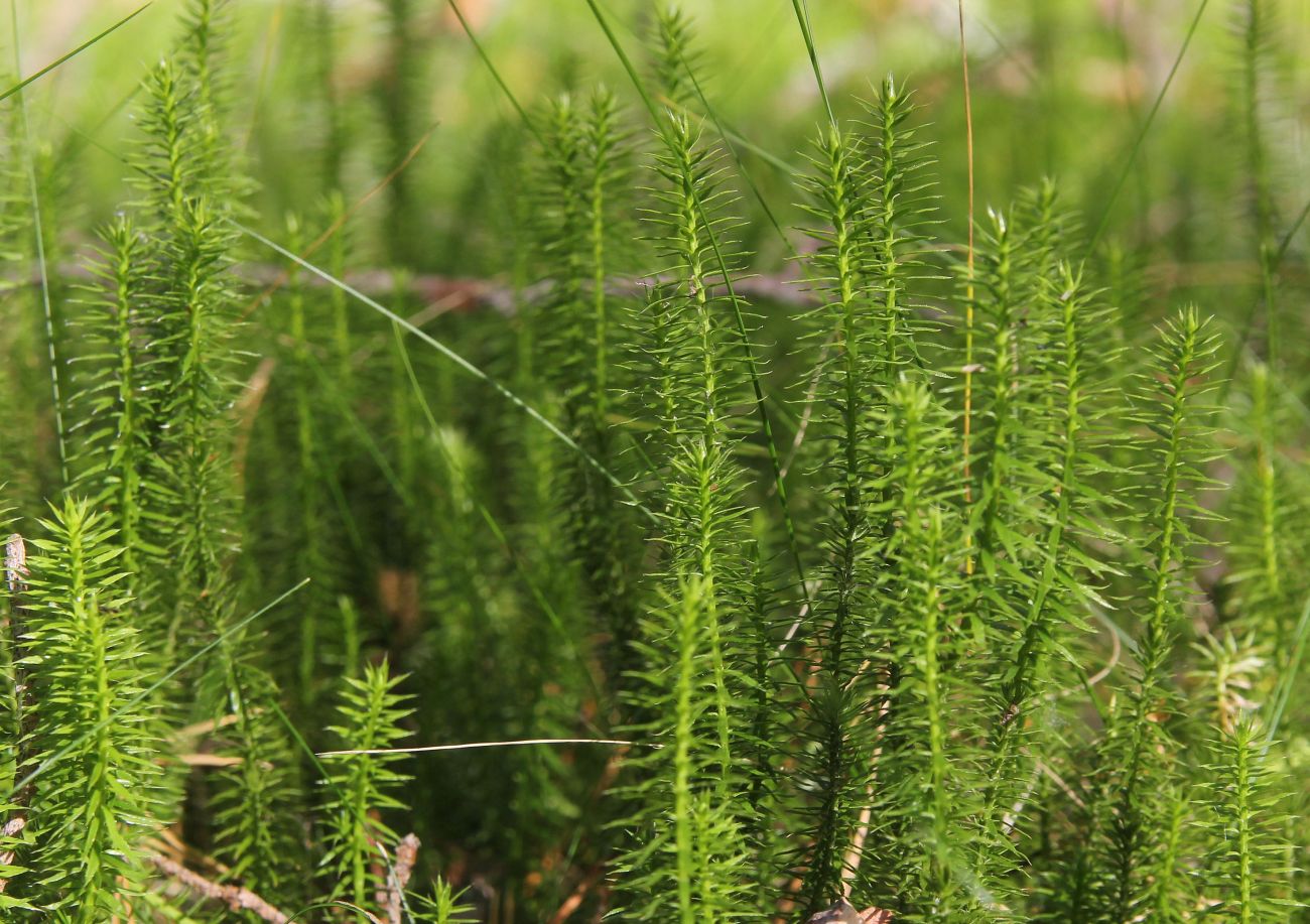 Изображение особи Lycopodium annotinum.