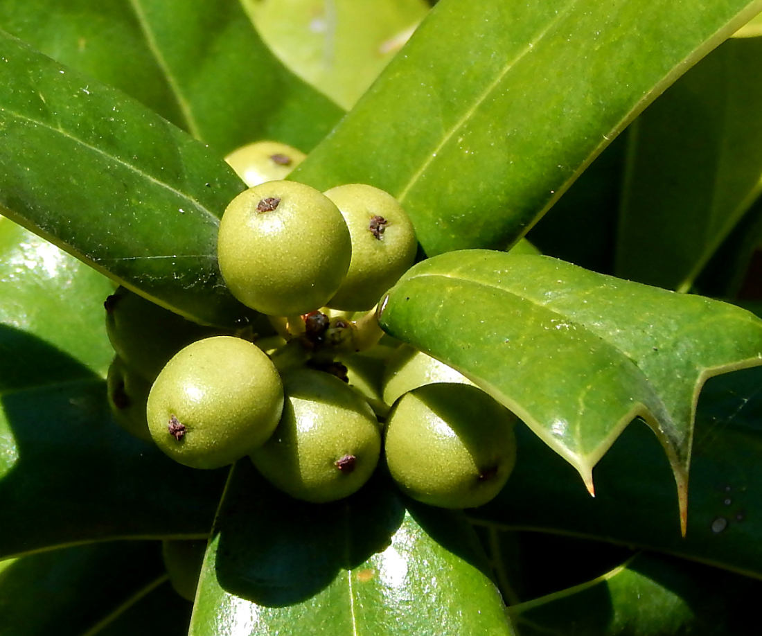 Изображение особи Ilex cornuta.