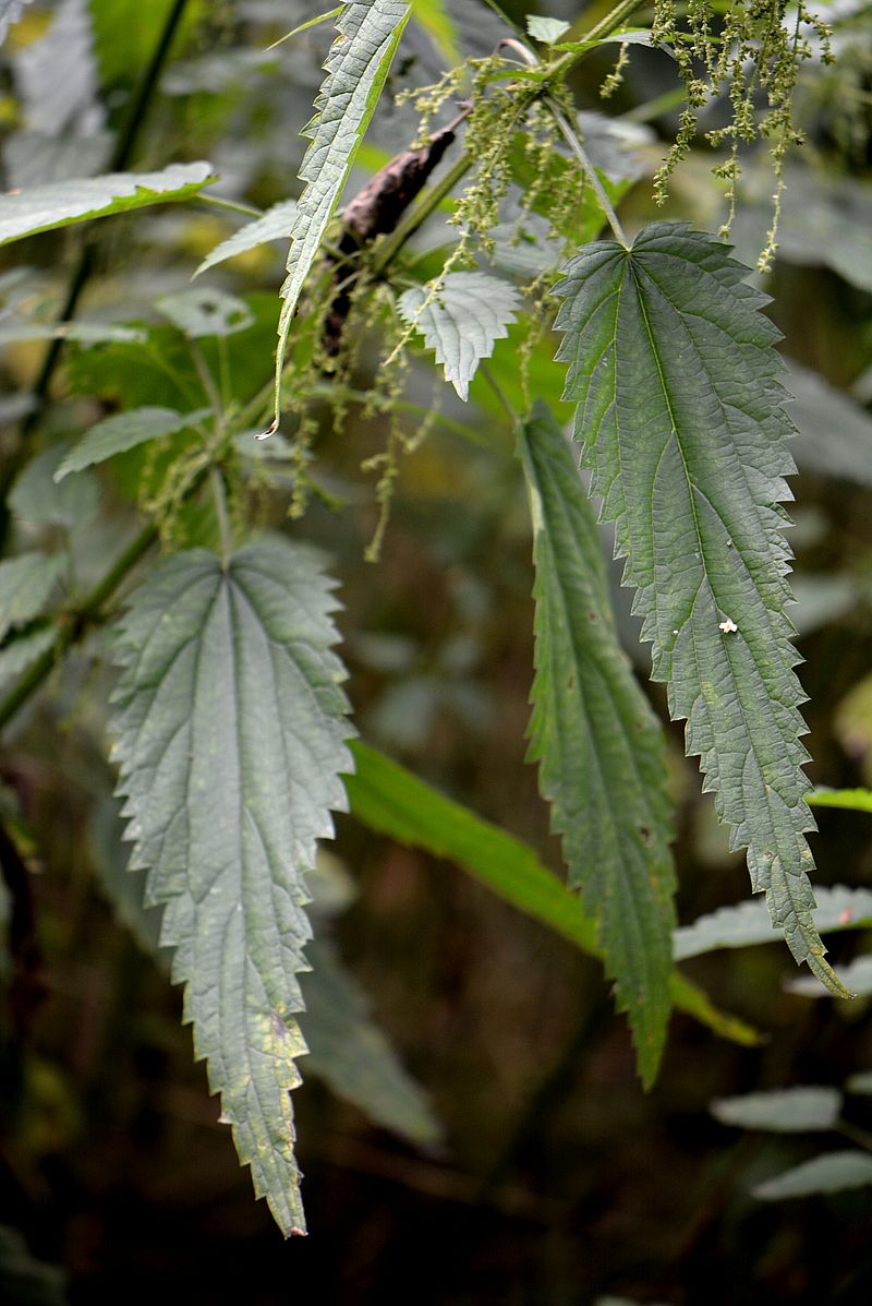 Изображение особи Urtica dioica.