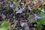 Crocus speciosus