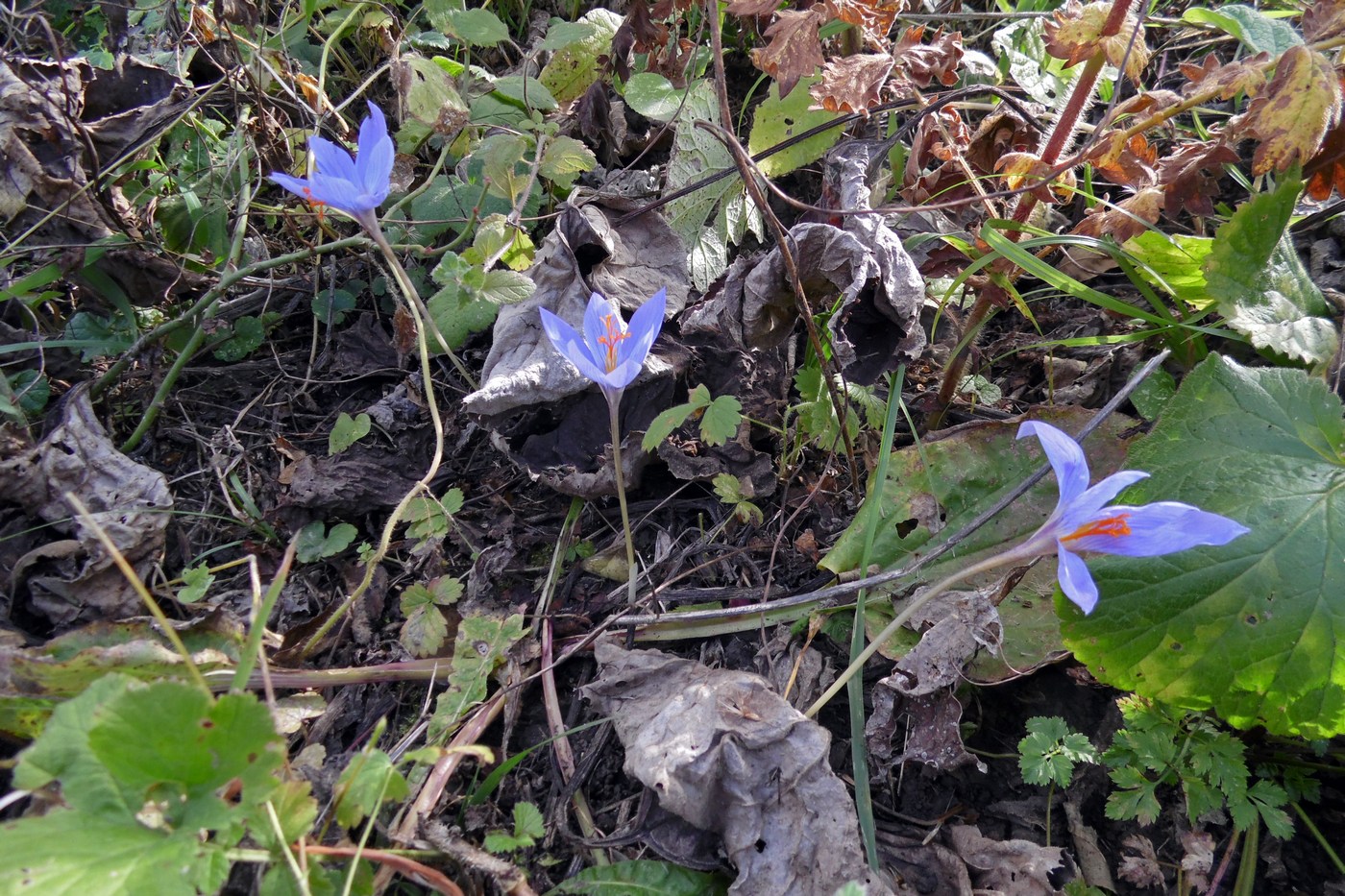 Image of Crocus speciosus specimen.