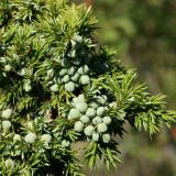 Juniperus communis. Веточка с незрелыми шишкоягодами. Псковская обл., Гдовский р-н, окр. дер. Кленно, ур. Тарабарово; побережье Чудского оз., опушка зарослей кустарников между лесом и песчаной пустошью. 09.08.2020.