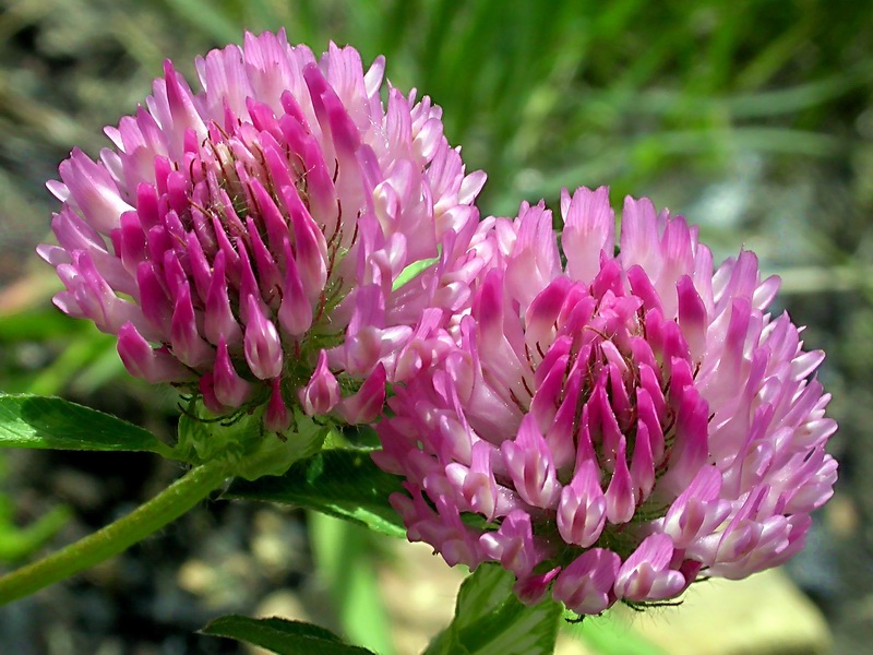 Изображение особи Trifolium pratense.