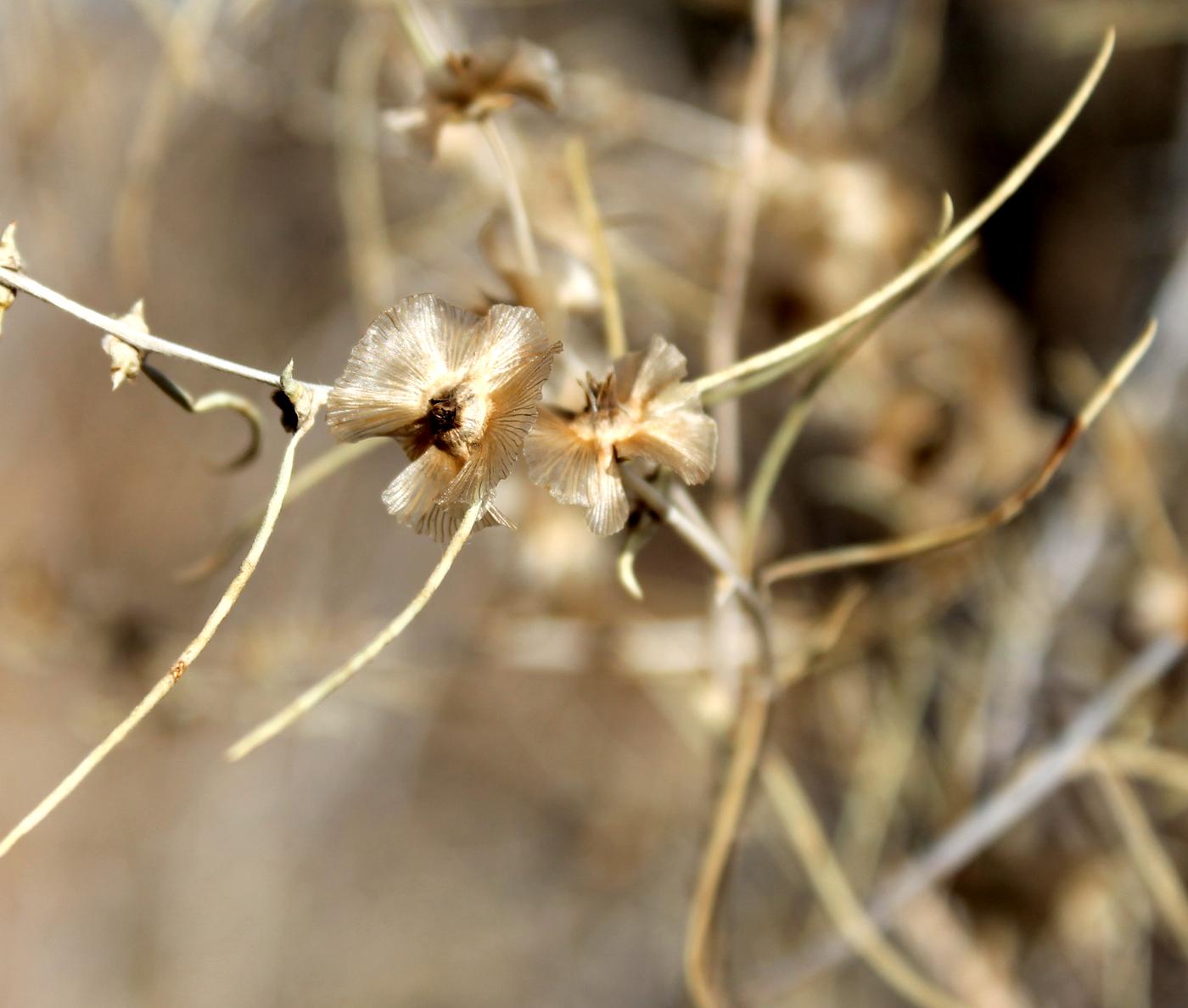 Изображение особи Salsola richteri.