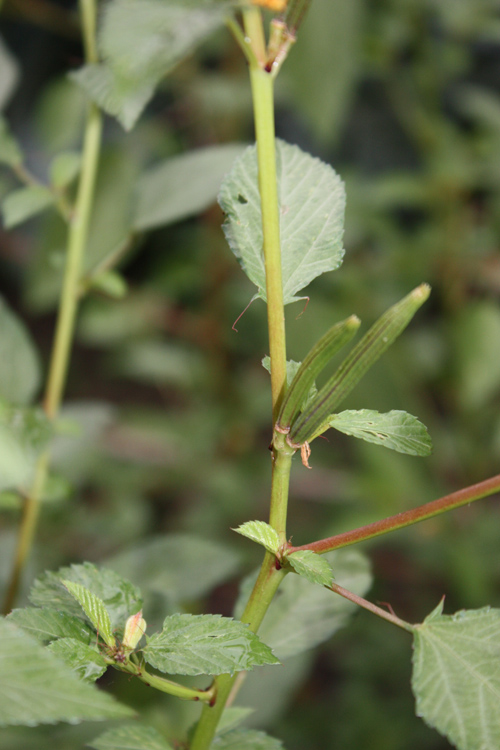 Изображение особи Corchorus olitorius.