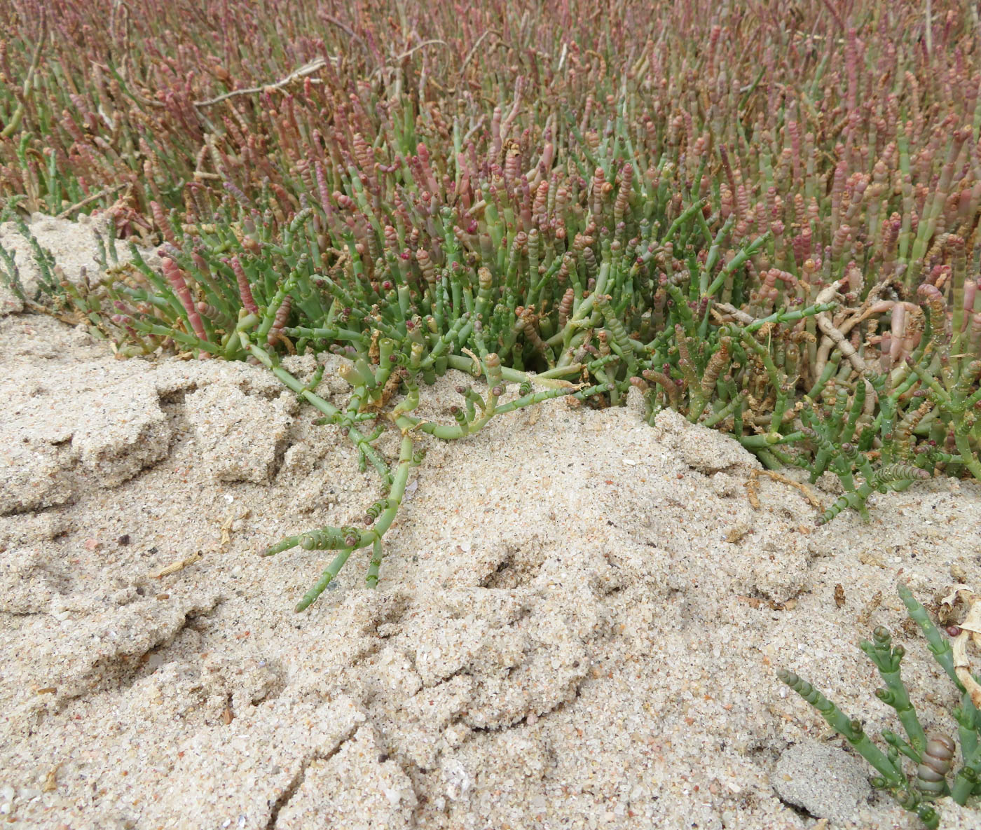 Изображение особи Salicornia natalensis.