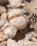 Lithops ruschiorum