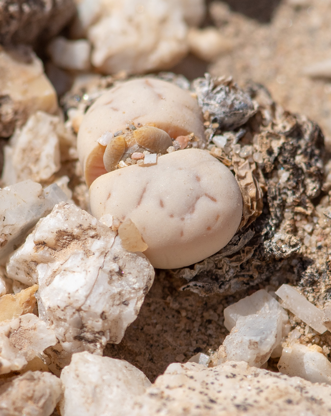 Изображение особи Lithops ruschiorum.