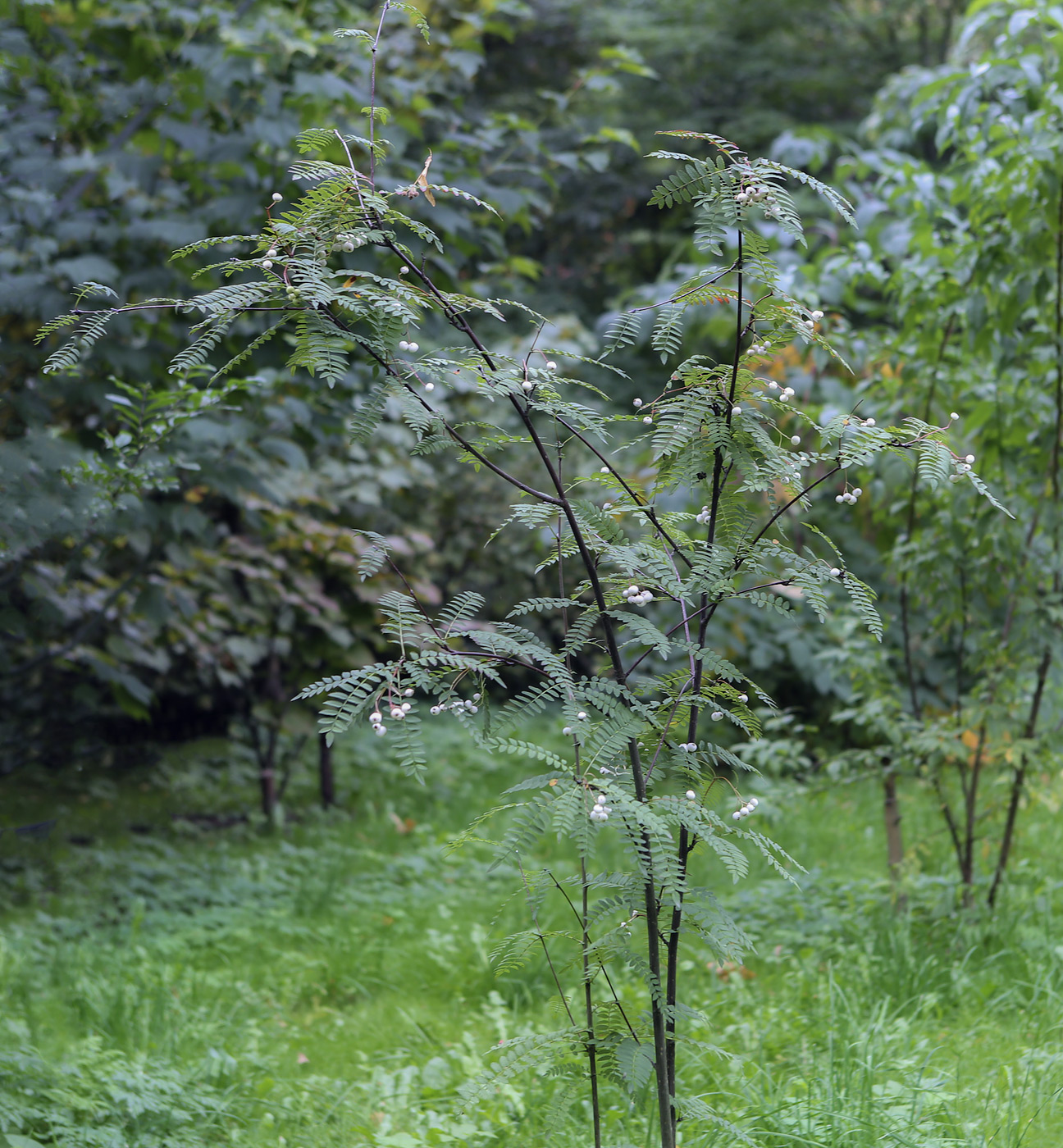 Изображение особи Sorbus eburnea.