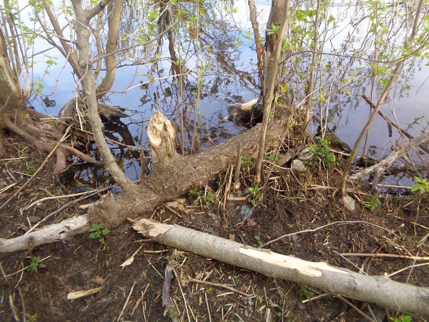Image of Populus longifolia specimen.