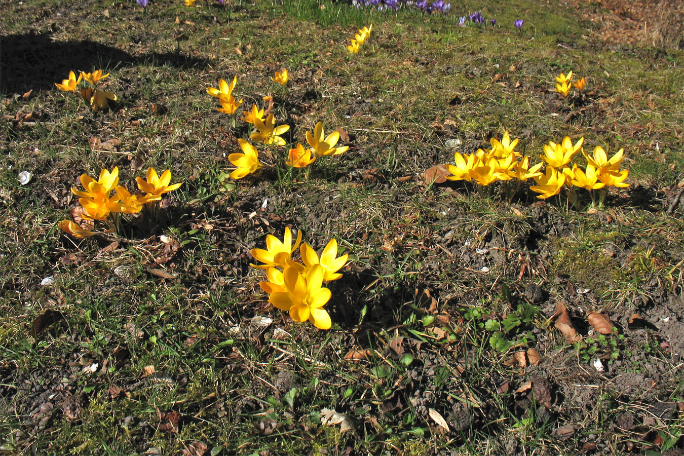 Image of Crocus &times; luteus specimen.