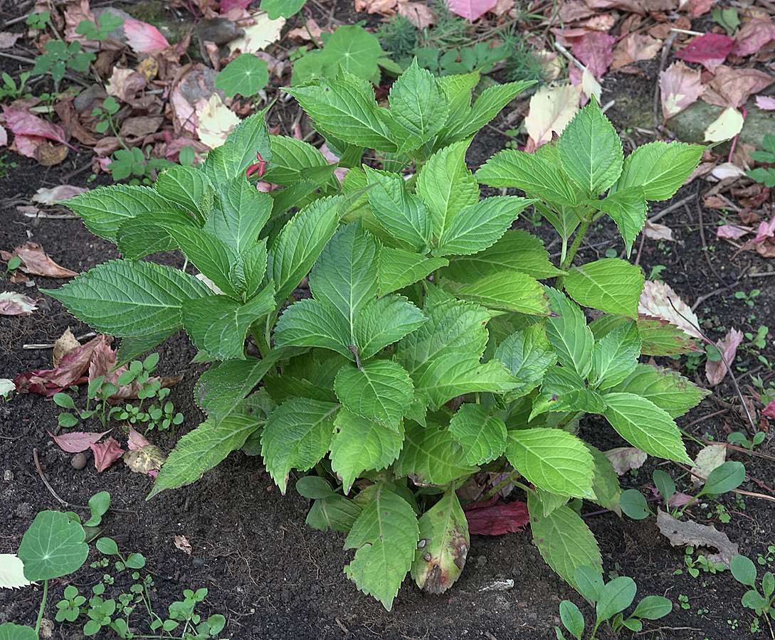 Image of Hydrangea paniculata specimen.