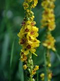 Verbascum nigrum. Часть соцветия. Тверская обл., Кашинский гор. округ, долина р. Медведица, прибрежный луг. 11.07.2020.