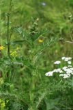 Sonchus asper