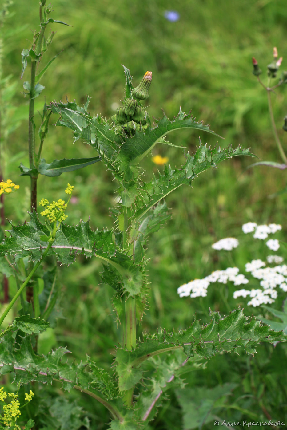 Изображение особи Sonchus asper.