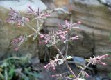 Saponaria glutinosa