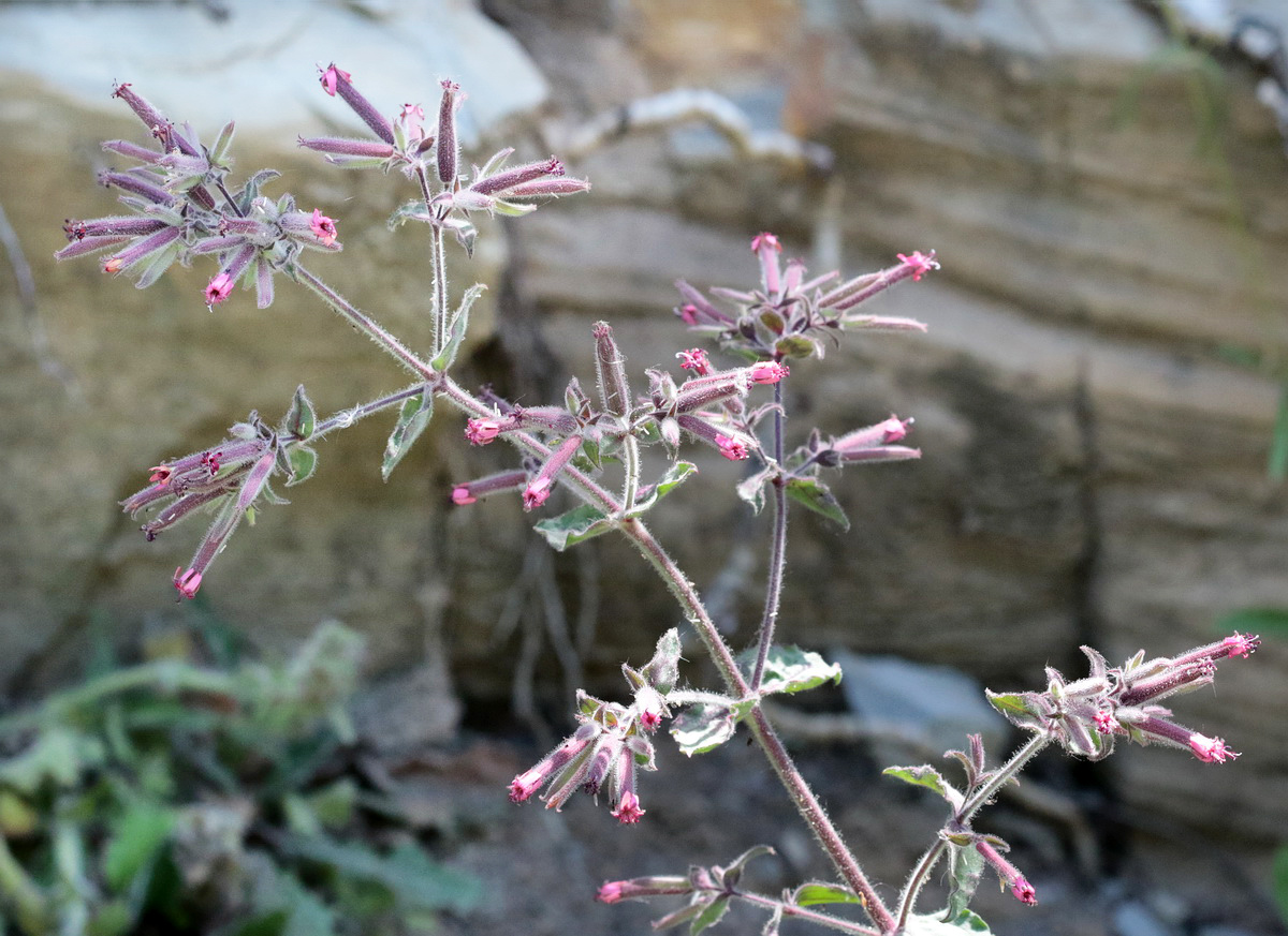 Image of Saponaria glutinosa specimen.