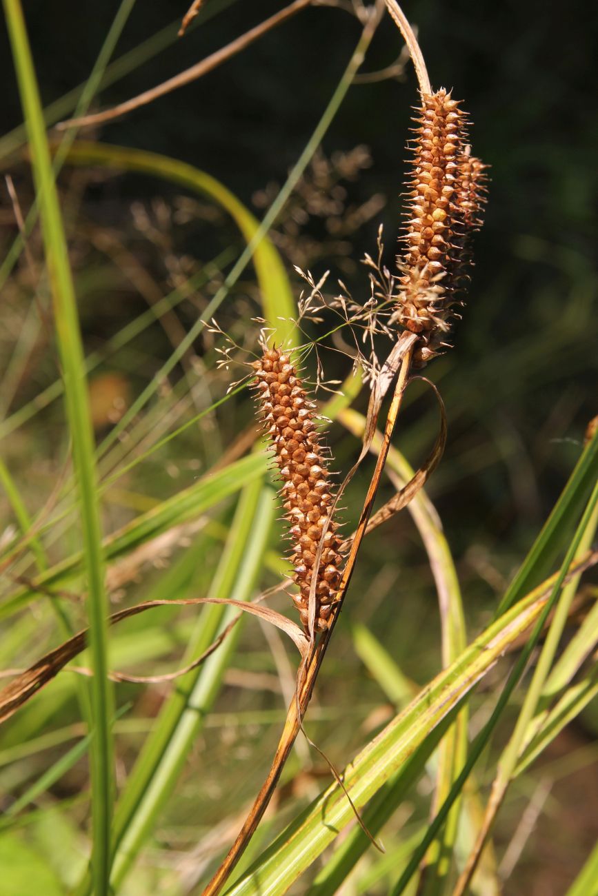 Изображение особи Carex rhynchophysa.