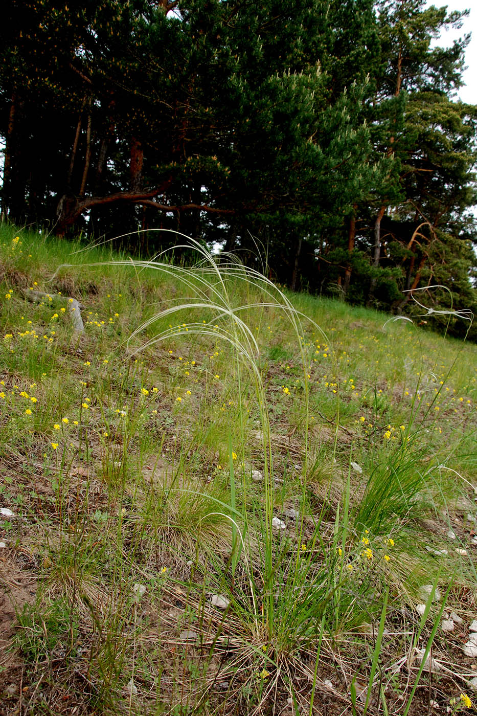 Изображение особи Stipa pennata.