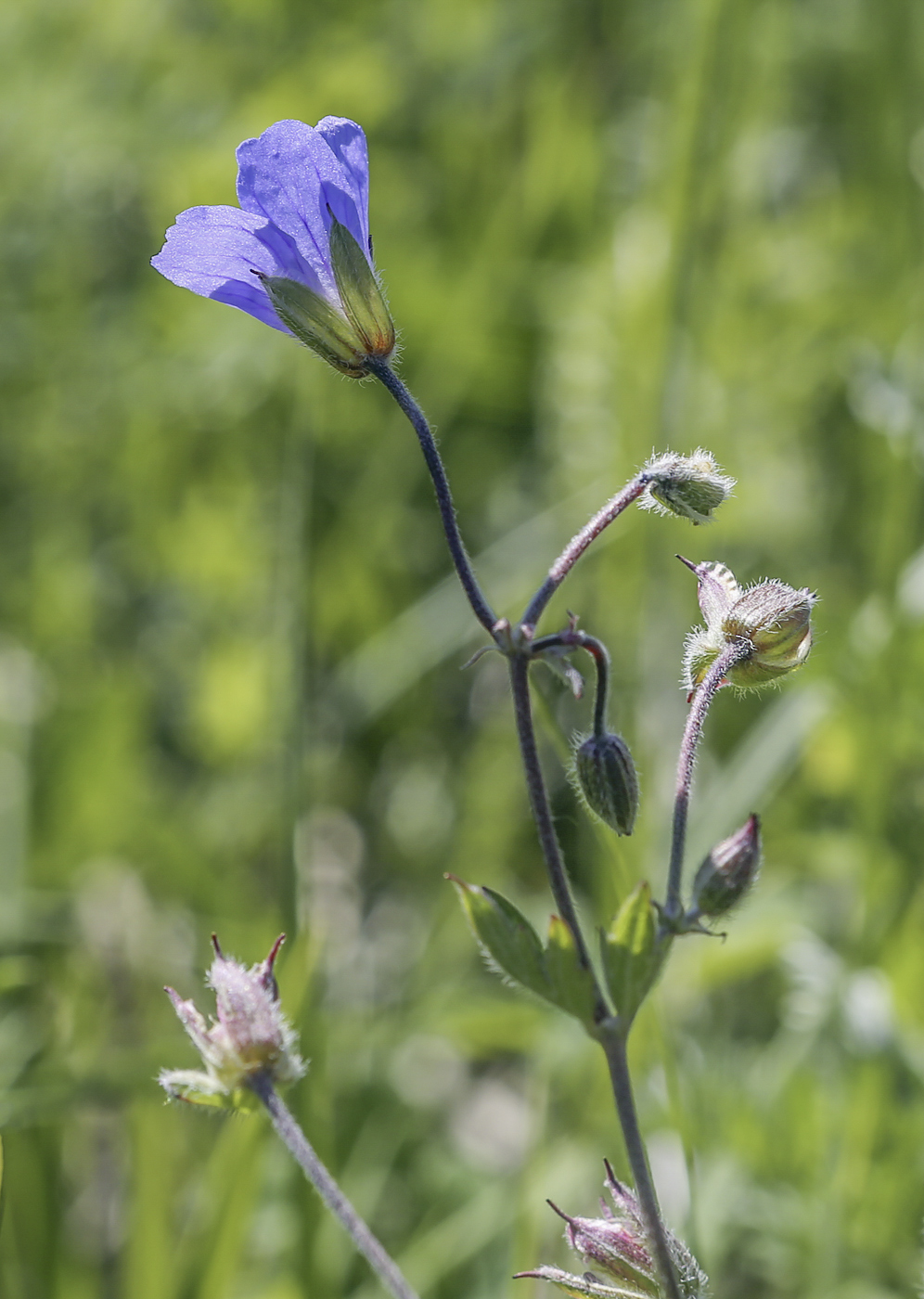 Изображение особи Geranium pseudosibiricum.