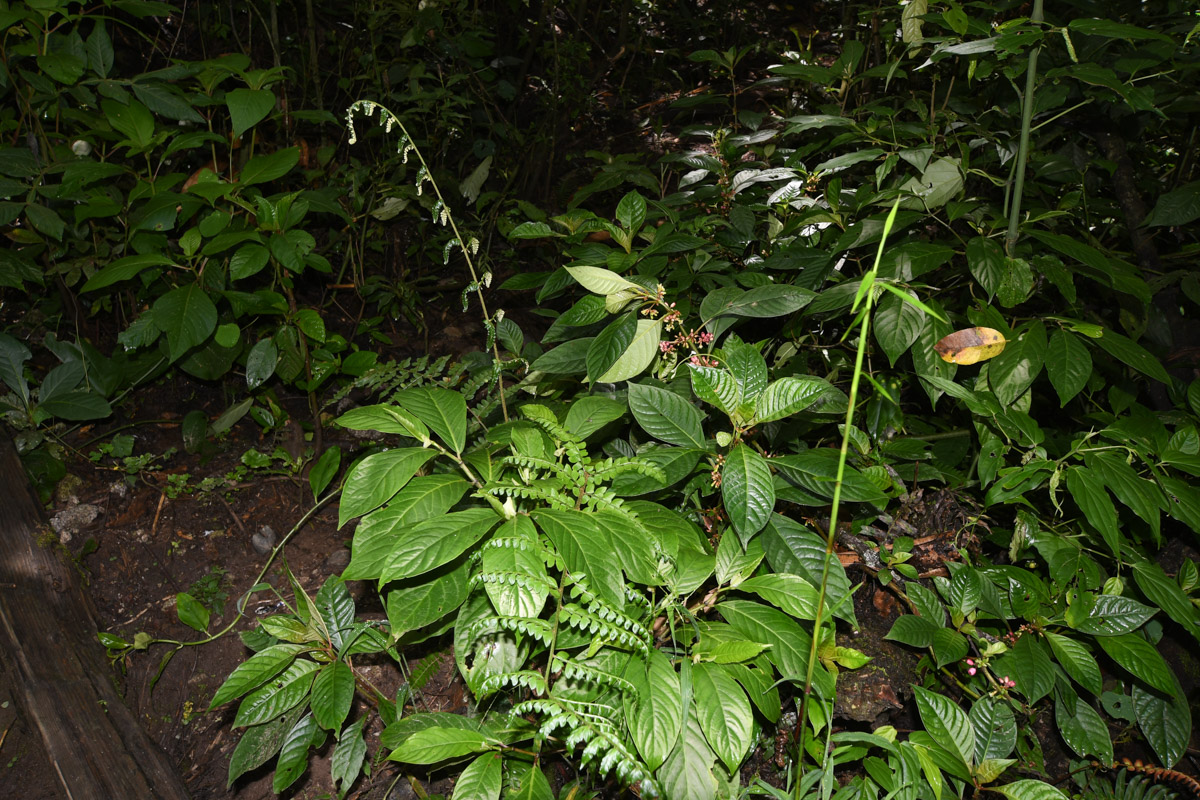 Image of class Magnoliopsida specimen.