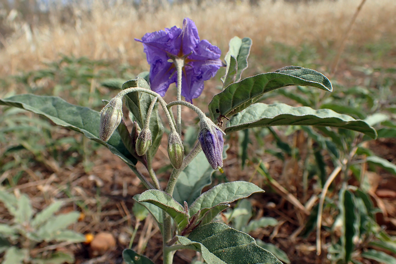 Image of Solanum elaeagnifolium specimen.