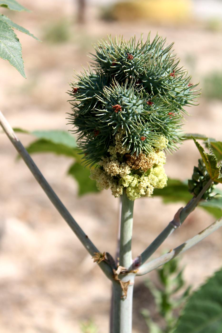 Image of Ricinus communis specimen.