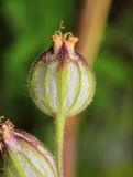 Silene obscura