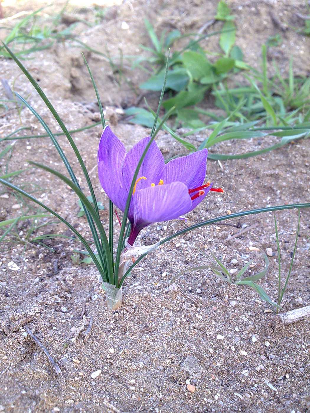 Изображение особи Crocus sativus.