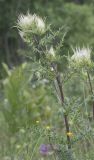 Cirsium obvallatum