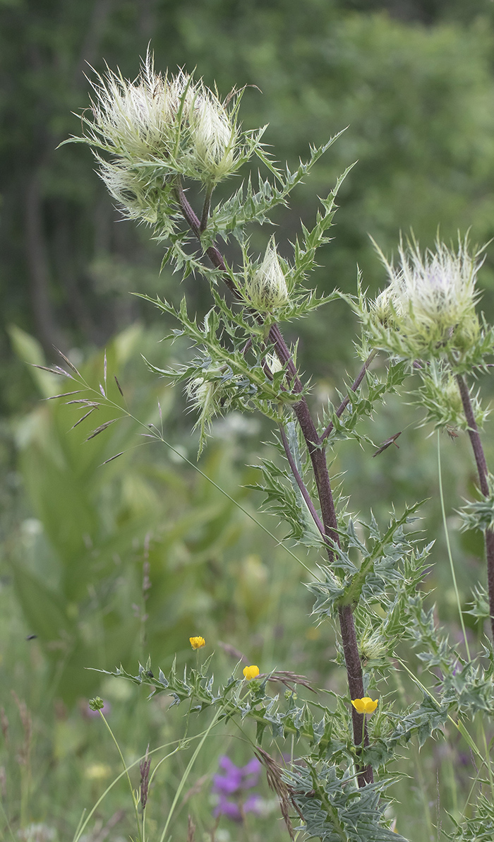 Изображение особи Cirsium obvallatum.