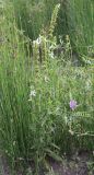 Stachys atherocalyx