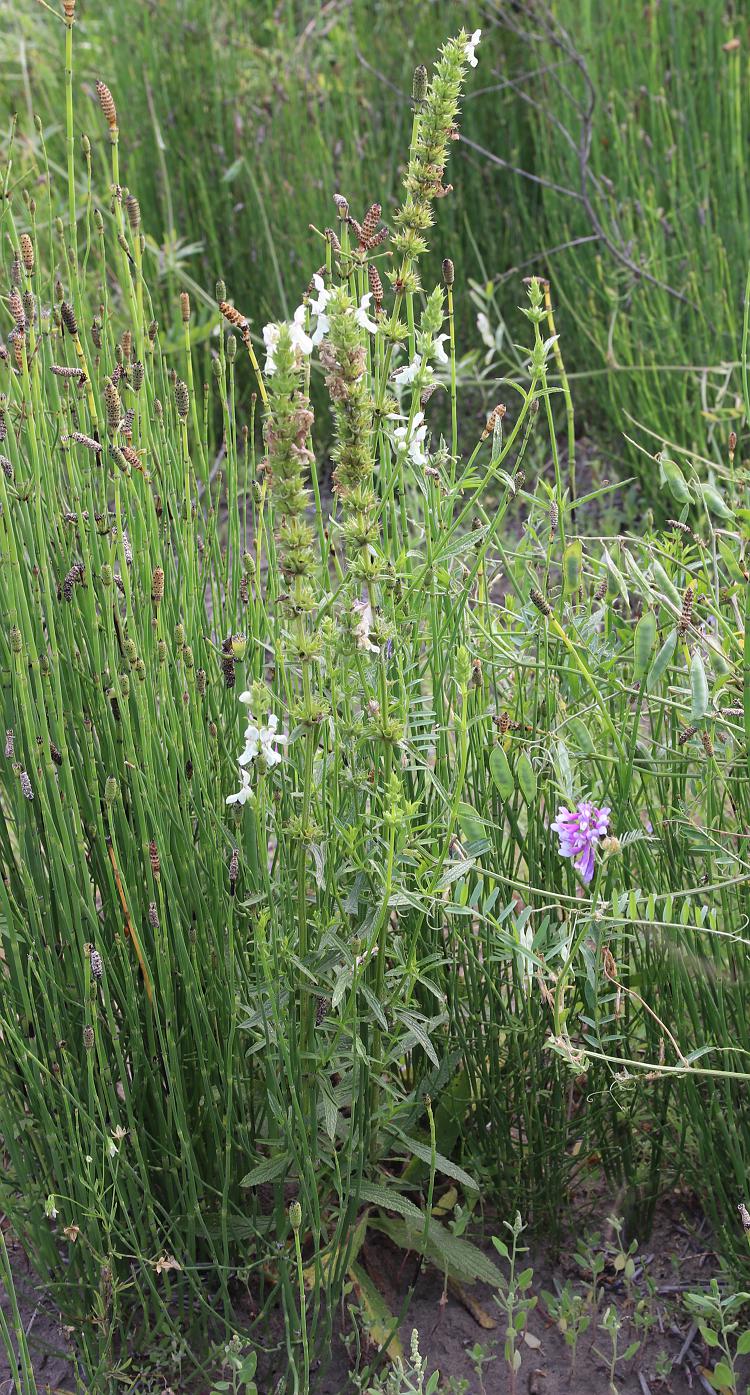 Image of Stachys atherocalyx specimen.