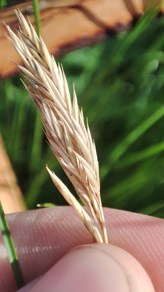 Image of genus Festuca specimen.