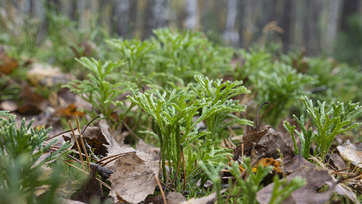 Image of Diphasiastrum complanatum specimen.