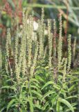 Veronica longifolia. Верхушки побегов с соплодиями. Ленинградская обл., Кингисеппский р-н, Финский залив; Кургальский риф, о. Херкалуда, приморский разнотравно-злаковый луг. 15.08.2020.