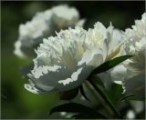 Paeonia lactiflora