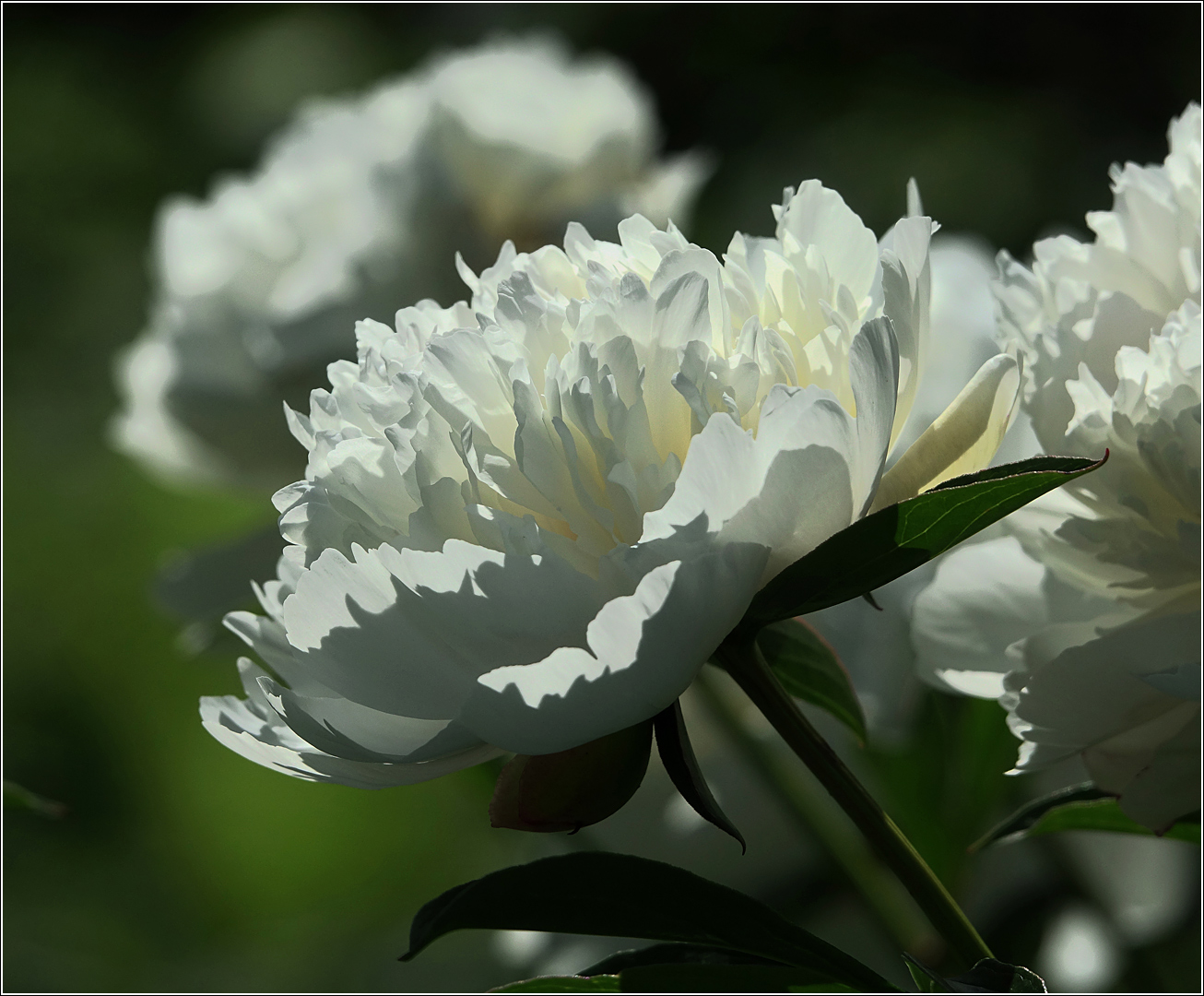 Изображение особи Paeonia lactiflora.