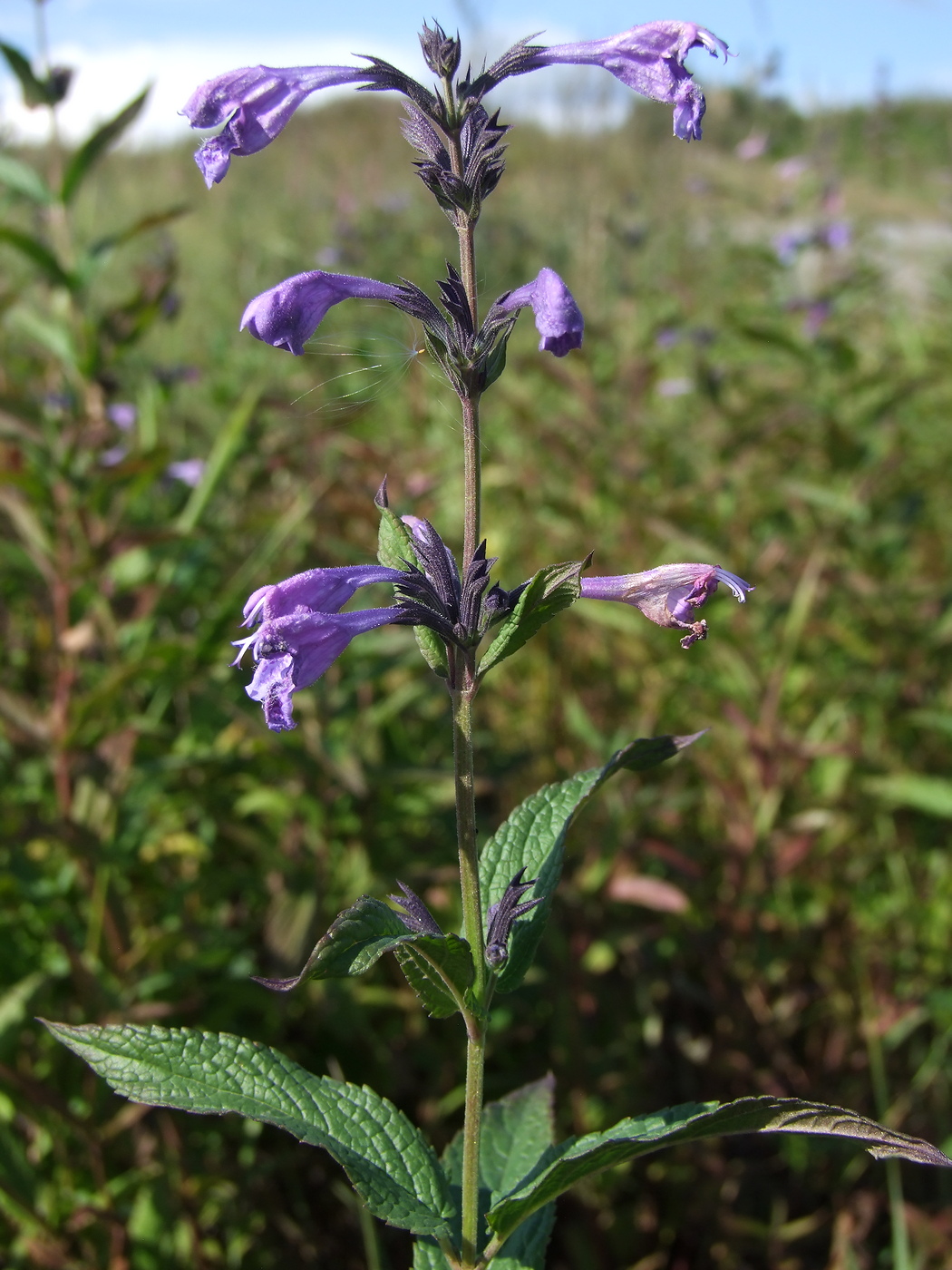Image of Nepeta sibirica specimen.