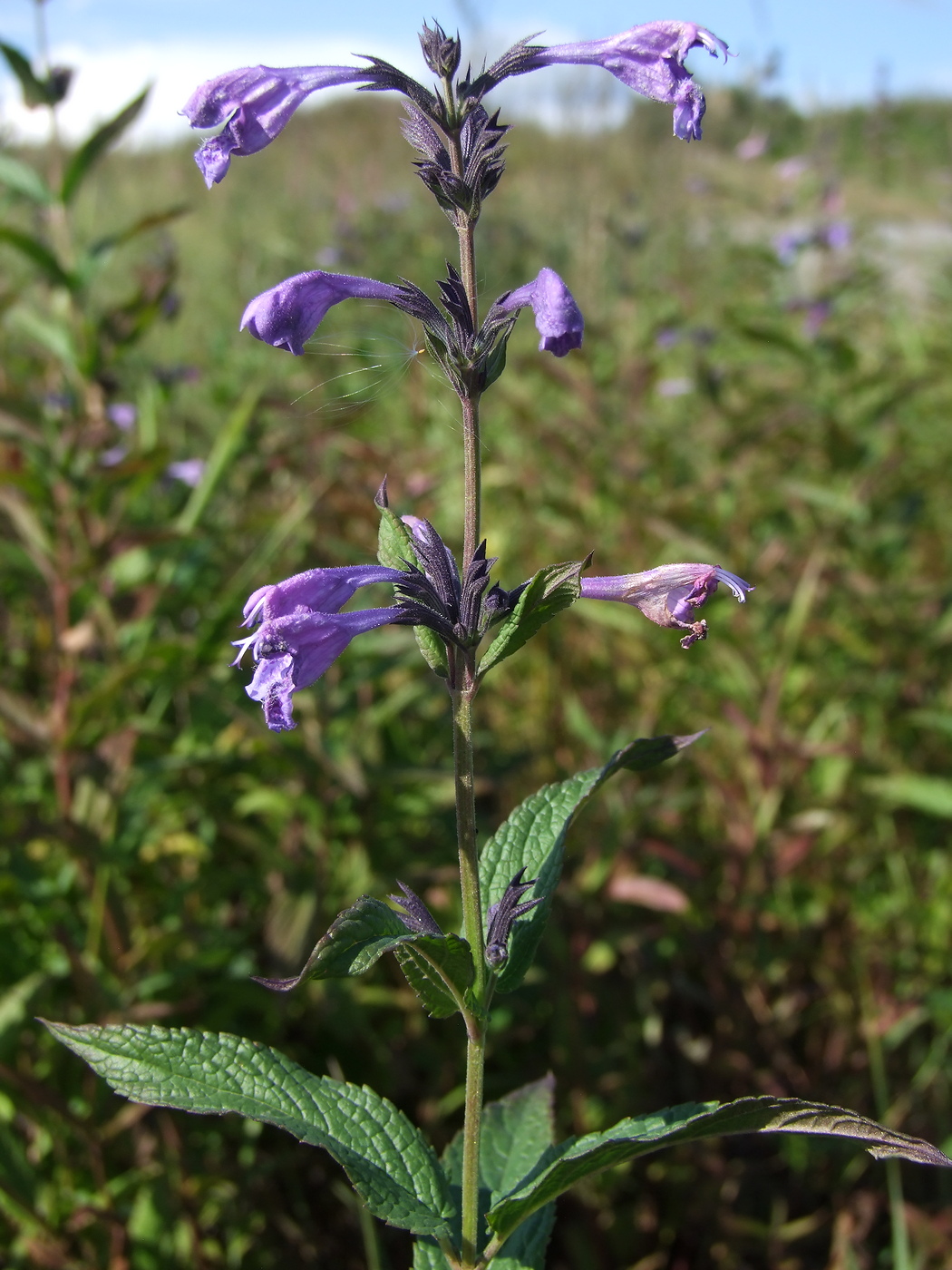 Изображение особи Nepeta sibirica.